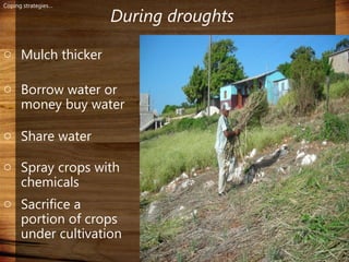 Domestic food production and hazard vulnerability jamaica