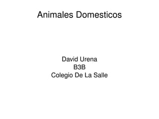 Animales Domesticos David Urena B3B Colegio De La Salle 