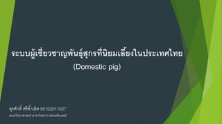 ระบบผู้เชี่ยวชาญพันธุ์สุกรที่นิยมเลี้ยงในประเทศไทย
(Domestic pig)
สุรศักดิ์ ศรีล้ำเลิศ 55102011027
คณะวิทยำศำสตร์ สำขำวิทยำกำรคอมพิวเตอร์
 