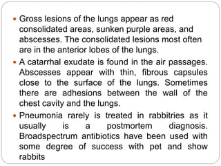 Domestic Rabbits Pasteurellosis.pptx