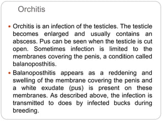 Domestic Rabbits Pasteurellosis.pptx