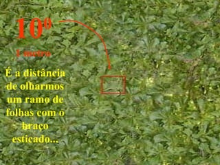É a distância de olharmos um ramo de folhas com o braço esticado... 10 0 1 metro 