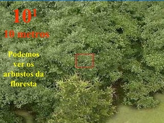 Podemos ver os arbustos da floresta 10 1   10 metros 