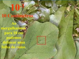Ao mergulharmos  para 10 cm podemos delinear uma folha do ramo . 10 -1 10 Centímetros 
