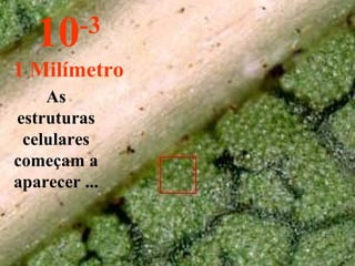 As estruturas celulares começam a aparecer ... 10 -3 1 Milímetro 