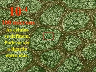 As células se definem. Pode-se ver a ligação entre elas. 10 -4 100 mícrons 