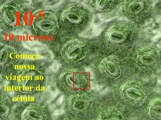 Começa nossa viagem ao interior da célula  10 -5 10 mícrons 