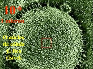 O núcleo da célula já fica visível. 10 -6 1 micron 