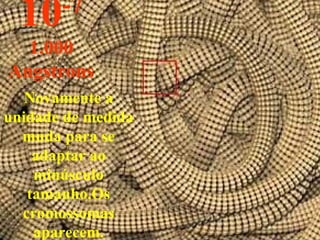 Novamente a unidade de medida muda para se adaptar ao minúsculo tamanho.Os cromossomas aparecem. 10 -7 1.000 Angstrons 