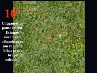 Chegamos ao
ponto inicial.
Estamos
novamente
olhando para
um ramo de
folhas com o
braço
esticado...
100
 