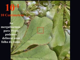 Ao
mergulharmos
para 10 cm
podemos
delinear uma
folha do ramo.
10-1
10 Centímetros
 