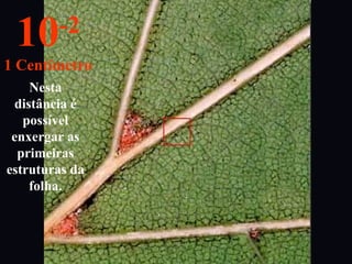 Nesta
distância é
possível
enxergar as
primeiras
estruturas da
folha.
10-2
1 Centímetro
 