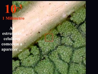 As
estruturas
celulares
começam a
aparecer ...
10-3
1 Milímetro
 