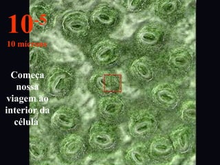 Começa
nossa
viagem ao
interior da
célula
10-5
10 mícrons
 