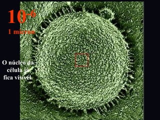 O núcleo da
célula já
fica visível.
10-6
1 micron
 