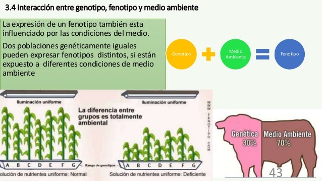 Efecto Del Ambiente Sobre El Fenotipo
