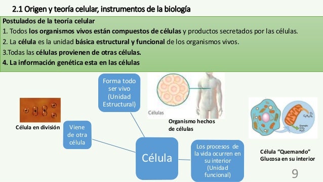 Origen y teoria celular instrumentos de la biologia_teoria_online