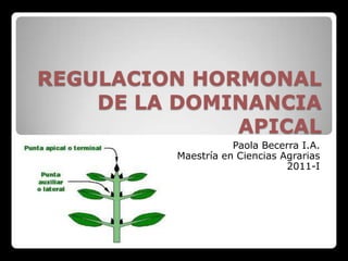 REGULACION HORMONAL
    DE LA DOMINANCIA
              APICAL
                    Paola Becerra I.A.
         Maestría en Ciencias Agrarias
                               2011-I
 
