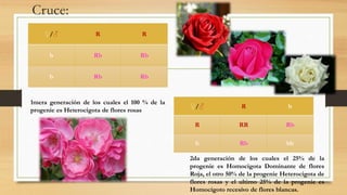 Cruce: 
♀/♂ R R 
b Rb Rb 
b Rb Rb 
♀/♂ R b 
R RR Rb 
b Rb bb 
1mera generación de los cuales el 100 % de la 
progenie es Heterocigota de flores rosas 
2da generación de los cuales el 25% de la 
progenie es Homocigota Dominante de flores 
Roja, el otro 50% de la progenie Heterocigota de 
flores rosas y el ultimo 25% de la progenie es 
Homocigoto recesivo de flores blancas. 
 