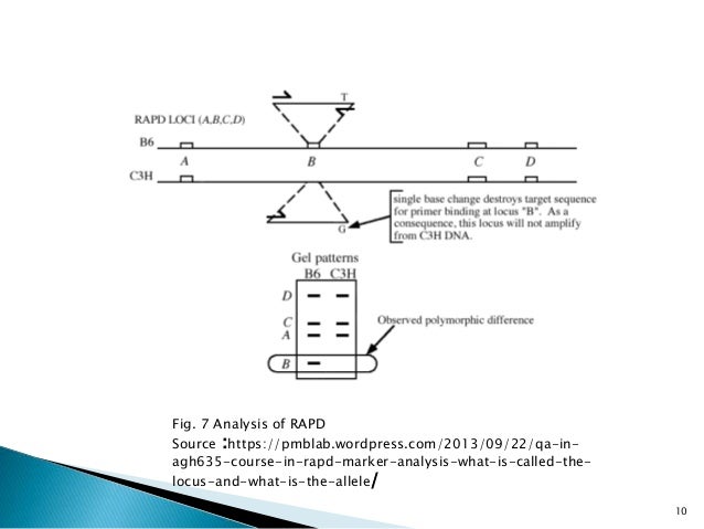 examples of dominant and codominant markers