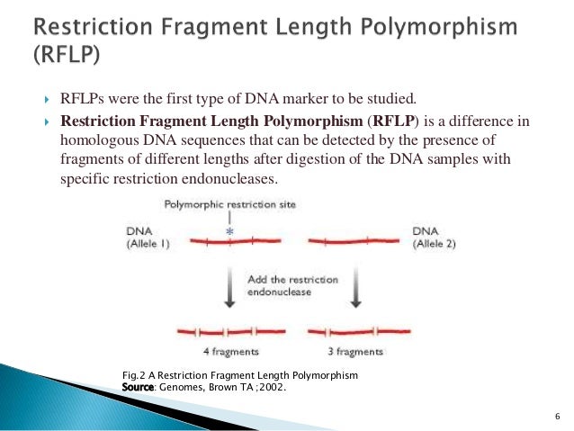 difference of dominant and codominant marker