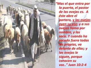 “Mas el que entra por la puerta, el pastor de las ovejas es.  A éste abre el portero, y las ovejas oyen su voz; y a sus ovejas llama por nombre, y las saca. Y cuando ha sacado fuera todas las propias, va delante de ellas; y las ovejas le siguen, porque conocen su voz..” Juan 10:2-4