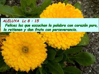 ALELUYA Lc 8 : 15
Felices los que escuchan la palabra con corazón puro,Felices los que escuchan la palabra con corazón puro,
la retienen y dan fruto con perseverancia.la retienen y dan fruto con perseverancia.
 