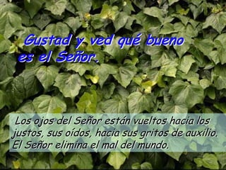 Gustad y ved qué bueno
 es el Señor.



 Los ojos del Señor están vueltos hacia los
justos, sus oídos, hacia sus gritos de auxilio.
El Señor elimina el mal del mundo.
 