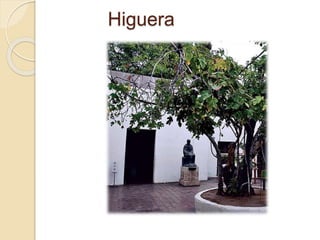 Higuera 
 