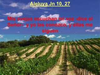 Aleluya Jn 10, 27 
Mis ovejas escuchan mi voz -dice el 
Señor- y yo las conozco, y ellas me 
siguen 
 