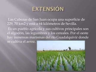Las Cabezas de San Juan ocupa una superficie de
229, 70 km2 y está a 64 kilómetros de Sevilla.
 Es un pueblo agrícola y sus cultivos principales son
el algodón, las legumbres y los cereales. Por el oeste
hay inmensas marismas del río Guadalquivir donde
se cultiva el arroz.
 