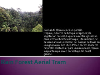 Colinas de Dominica es un paraíso
tropical, cubierto de bosques vírgenes y la
vegetación natural. Explora los entresijos de un
ecosistema vibrante como que, literalmente, se
deslizan a través del dosel del bosque de lluvia en
una góndola al aire libre. Pasee por los senderos
naturales Chatannier para una mirada de cerca a
las plantas que viven por debajo del dosel
grande.
 