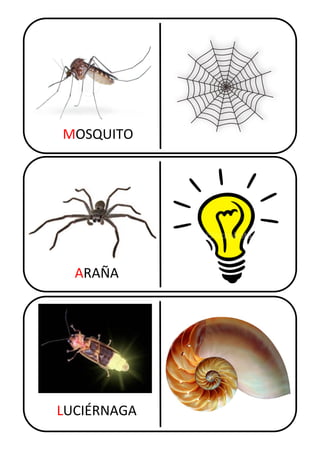 MOSQUITO
ARAÑA
LUCIÉRNAGA
 