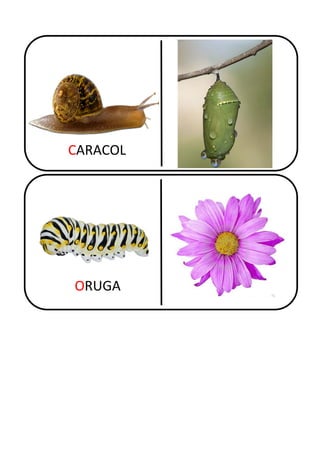 CARACOL
ORUGA
 