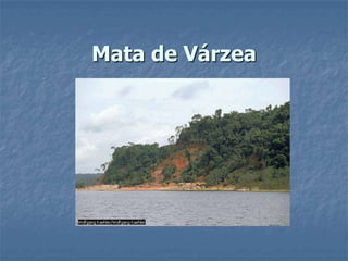 Mata de Várzea
