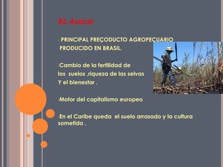 EL Azúcar
• PRINCIPAL PREÇODUCTO AGROPECUARIO
PRODUCIDO EN BRASIL.
•Cambio de la fertilidad de
los suelos ,riqueza de las selvas
Y el bienestar .
•Motor del capitalismo europeo
•En el Caribe queda el suelo arrasado y la cultura
sometida .
 