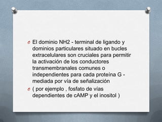 O El dominio NH2 - terminal de ligando y

dominios particulares situado en bucles
extracelulares son cruciales para permitir
la activación de los conductores
transmembranales comunes o
independientes para cada proteína G mediada por vía de señalización
O ( por ejemplo , fosfato de vías
dependientes de cAMP y el inositol )

 