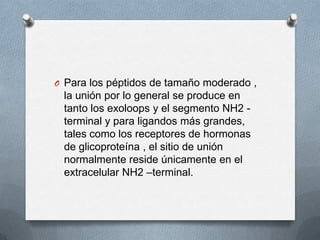 O Para los péptidos de tamaño moderado ,

la unión por lo general se produce en
tanto los exoloops y el segmento NH2 terminal y para ligandos más grandes,
tales como los receptores de hormonas
de glicoproteína , el sitio de unión
normalmente reside únicamente en el
extracelular NH2 –terminal.

 