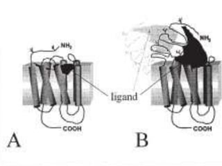 Dominio de unión al ligando glucolisis