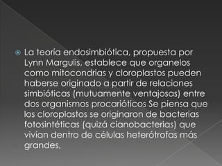    La teoría endosimbiótica, propuesta por
    Lynn Margulis, establece que organelos
    como mitocondrias y cloroplastos pueden
    haberse originado a partir de relaciones
    simbióticas (mutuamente ventajosas) entre
    dos organismos procarióticos Se piensa que
    los cloroplastos se originaron de bacterias
    fotosintéticas (quizá cianobacterias) que
    vivían dentro de células heterótrofas más
    grandes,
 