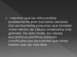   , mientras que las mitocondrias
    posiblemente eran bacterias aerobias
    (tal vez bacterias púrpuras) que también
    vivían dentro de células anaerobias más
    grandes. De este modo, las células
    eucarióticas primitivas estaban
    constituidas por procariotes que antes
    habían sido de vida libre.
 