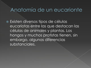    Existen diversos tipos de células
    eucariotas entre las que destacan las
    células de animales y plantas. Los
    hongos y muchos protistas tienen, sin
    embargo, algunas diferencias
    substanciales.
 