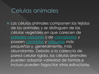    Las células animales componen los tejidos
    de los animales y se distinguen de las
    células vegetales en que carecen de
    paredes celulares y de cloroplastos y
    poseen centríolos y vacuolas más
    pequeñas y, generalmente, más
    abundantes. Debido a la carencia de
    pared celular rígida, las células animales
    pueden adoptar variedad de formas e
    incluso pueden fagocitar otras estructuras.
 