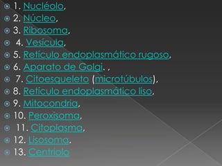  1. Nucléolo,
 2. Núcleo,
 3. Ribosoma,
 4. Vesícula,
 5. Retículo endoplasmático rugoso,
 6. Aparato de Golgi. ,
 7. Citoesqueleto (microtúbulos),
 8. Retículo endoplasmático liso,
 9. Mitocondria,
 10. Peroxisoma,
 11. Citoplasma,
 12. Lisosoma.
 13. Centriolo
 