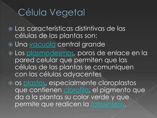  Las características distintivas de las
  células de las plantas son:
 Una vacuola central grande
 Los plasmodesmos, poros de enlace en la
  pared celular que permiten que las
  células de las plantas se comuniquen
  con las células adyacentes
 os plastos, especialmente cloroplastos
  que contienen clorofila, el pigmento que
  da a la plantas su color verde y que
  permite que realicen la fotosíntesis.
 