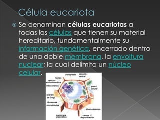    Se denominan células eucariotas a
    todas las células que tienen su material
    hereditario, fundamentalmente su
    información genética, encerrado dentro
    de una doble membrana, la envoltura
    nuclear; la cual delimita un núcleo
    celular.
 