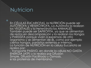 
    En CÉLULAS EUCARIOTAS, la NUTRICIÓN puede ser
    AUTÓTROFA y HETERÓTROFA. La Autótrofa la realizan
    los VEGETALES y la Heterótrofa los ANIMALES.
    También puede ser SAPRÓFITA, ya que se alimentan
    de restos en descomposición y la realizan los Hongos
    y PARÁSITA porque viven a expensas de otro
    organismo y se alimentan de él, como por ejemplo
    ciertos hongos, parásitos externso e internos.
    La función de NUTRICIÓN en la célula Eucariota se
    realiza por:
    - Transporte PASIVO, en donde la célula NO GASTA
    ENERGÍA (ATP) y lo realiza por Difusión
    Simple, Difusión Facilitada y Ósmosis.
    e las proteínas de membrana.
 