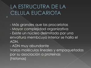 



    - Más grandes que las procariotas
    - Mayor complejidad organizativa
    - Existe un núcleo delimitado por una
    envoltura membcuyo interior se halla el
    ADN.
    - ADN muy abundante
    Varias moléculas lineales y empaquetadas
    por su asociación a proteínas
    (histonas)
 
