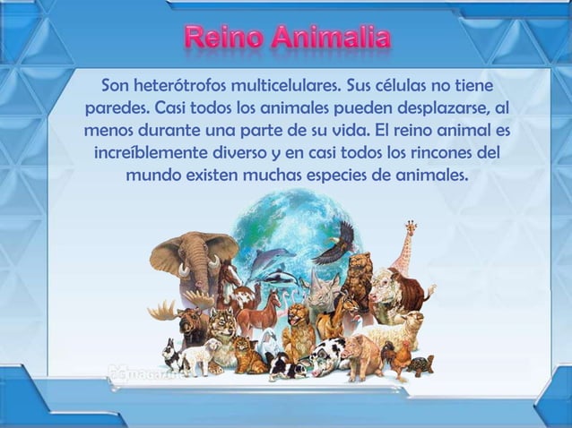 Dominio eukarya | PPSX