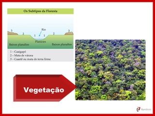 Vegetação
 
